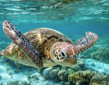 Photo of Barbados Turtle & Shipwreck Snorkel Adventure