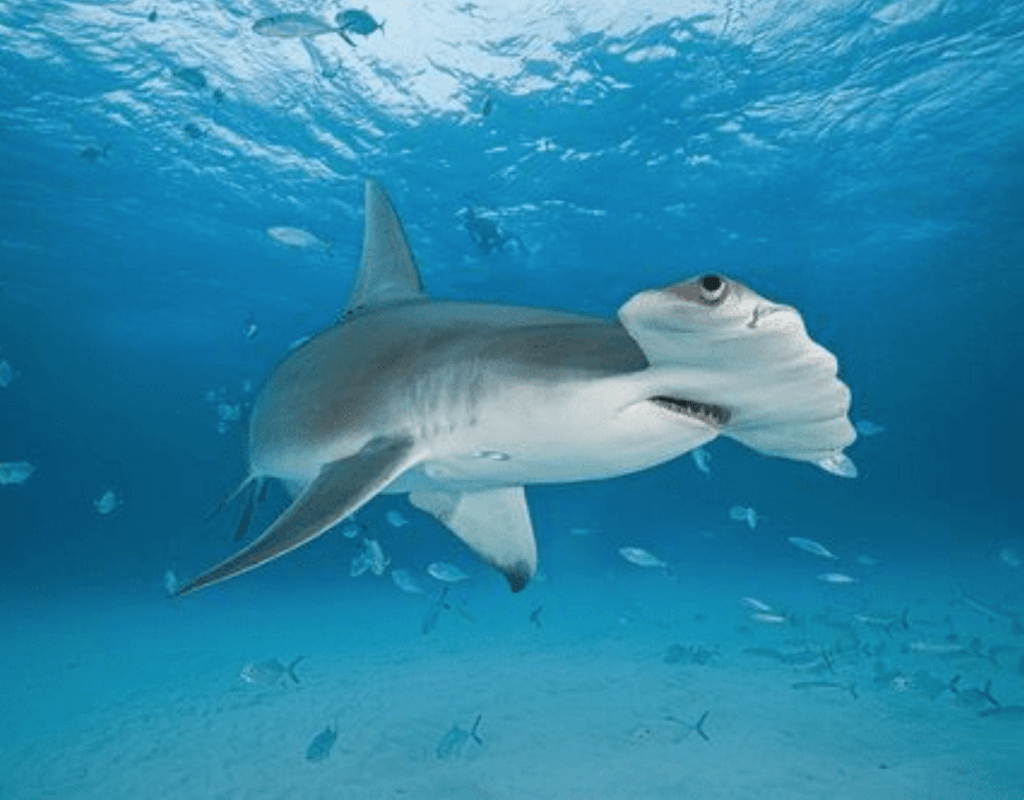 Photo of Extreme Adventures Shark Tours