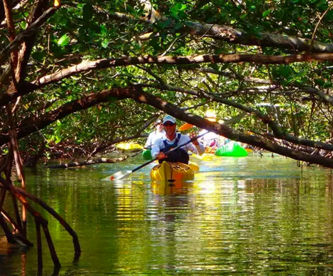 Mangrove Tunnel Kayak Eco Tour_
