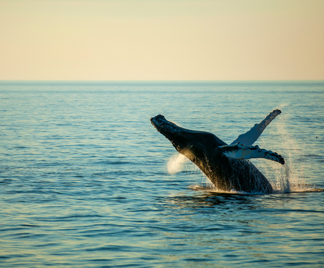 Whale Watch Tours_
